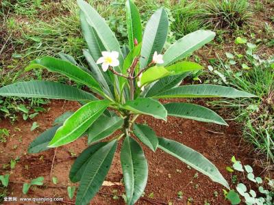 ںӹ2ȷ1֢״Ⱦг̹켣